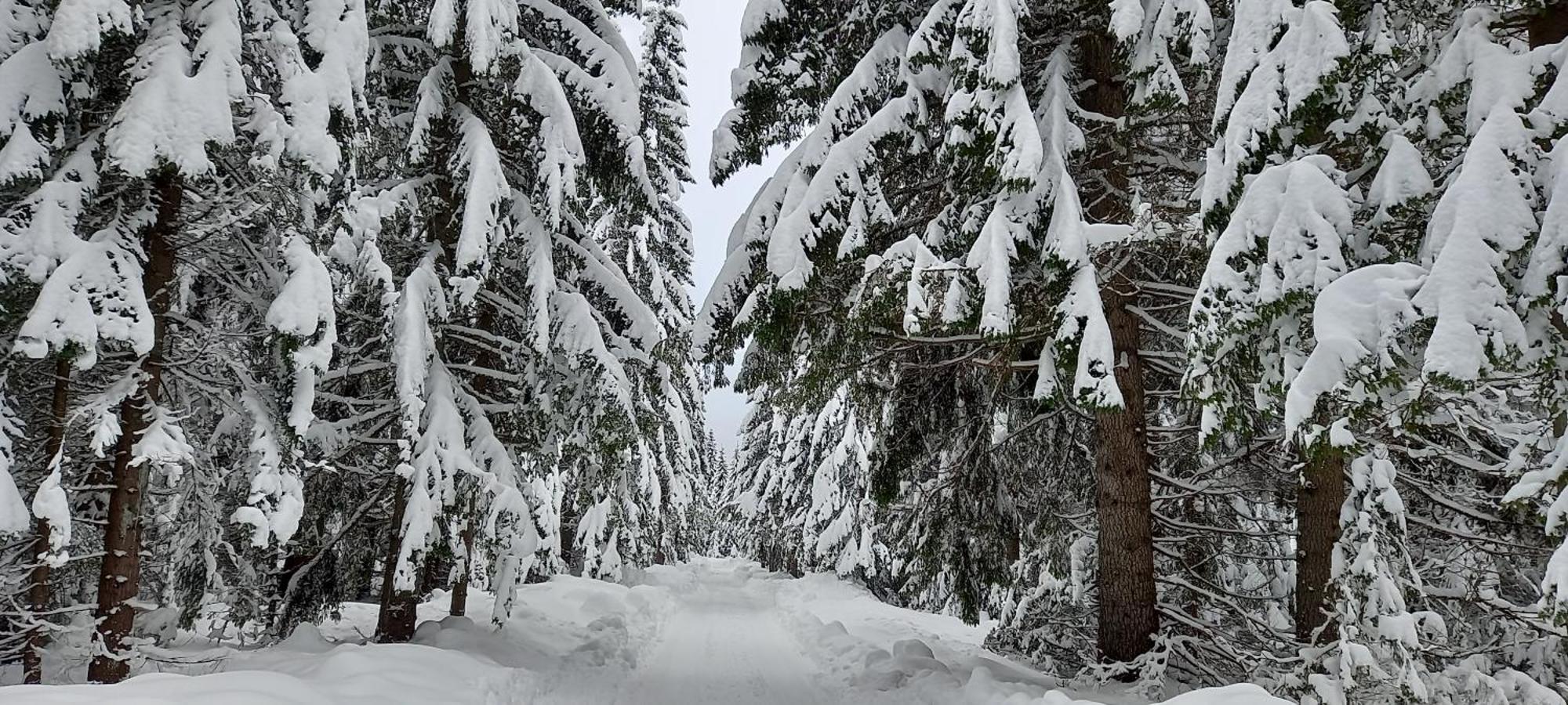 Villa Monte Zen Žabljak Esterno foto